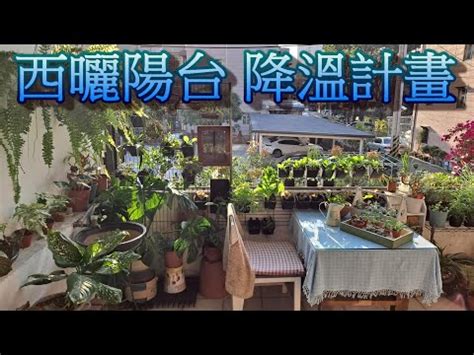 西曬陽台觀葉植物|【西曬陽台觀葉植物】西曬陽台觀葉植物推薦！耐曬又好養，讓你。